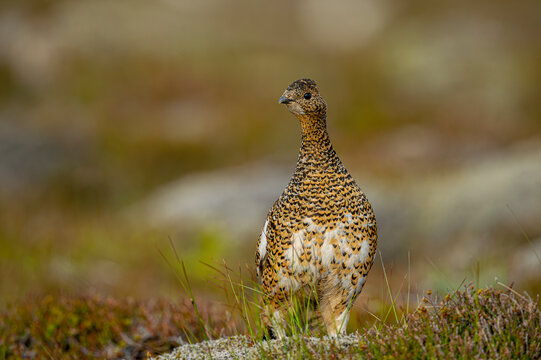 Ptarmigan, Japanese female rock ptarmigan in summer plumage (Lagopus muta hyperborea). Iceland .