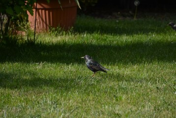 starling in the garden
