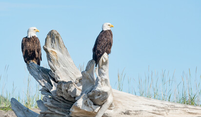 Bald Eagles perched on driftwood
