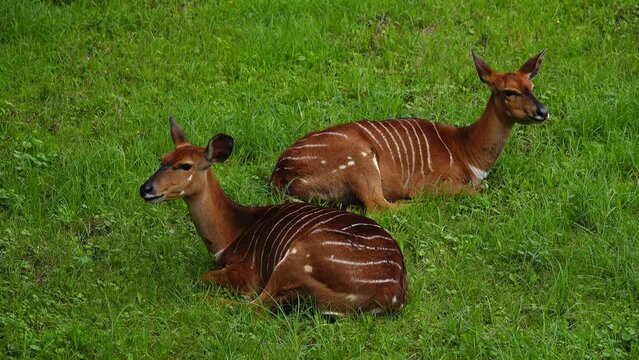 nyala lying on the green grass