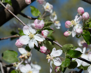 Trees with blossoms, spouts and leaves coming on in the Spring including cherry blossoms and maple leaves