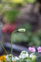 Walk in the garden plants flowers 