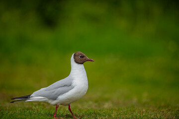 Black-headed gull in Iceland. Natural life .