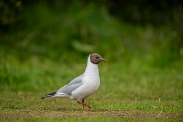 Black-headed gull in Iceland. Natural life .