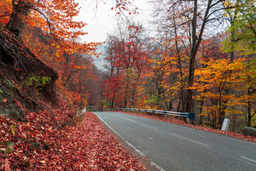 Asphalt road with autumn trees, beautiful view, stock photo