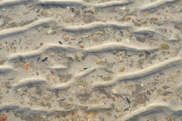 Sand and water of the sea coast