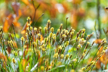 Yellow flowers with water drops on grass in a meadow