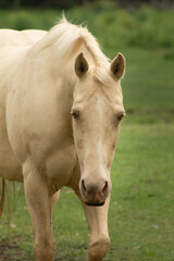 Naklejka na ściany i meble Portrait of a Rare Palomino Paint Horse Mare with The Pearl Gene White Pale Gold Horse with Gold Eyes