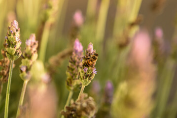 Abeja polinizando