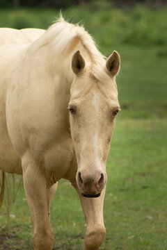 Portrait of a Rare Palomino Paint Horse Mare with The Pearl Gene White Pale Gold Horse with Gold Eyes