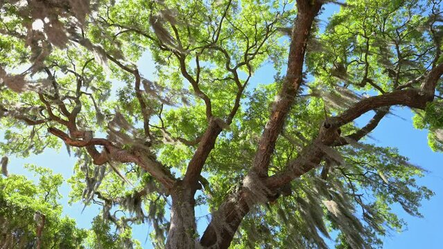 Tree with Spanish moss on a breezy day in 4k