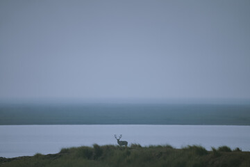 Solitary Deer in Fog