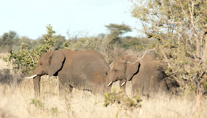 Fototapeta premium A view of elephant