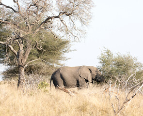 Fototapeta premium A view of elephant