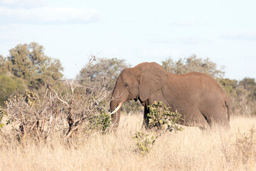 Obraz premium A view of elephant