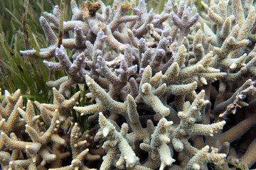 Naklejka na ściany i meble A photo of acropora coral