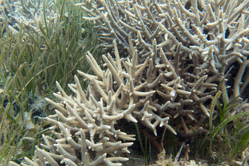 A photo of acropora coral