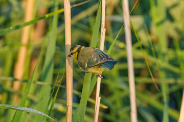 a small bird is perched on a stick in the grass
