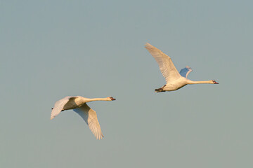 Fototapeta na wymiar Two white swans soar in the sky, graceful waterfowl on thick wings