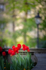 Wiosenne tulipany, sezon wiosenny,  czerwone, żółte i białe kwiaty, widok na miasto Bielsko-Biała, - obrazy, fototapety, plakaty