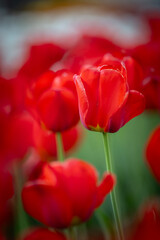 Wiosenne tulipany, sezon wiosenny, czerwone kwiaty - obrazy, fototapety, plakaty