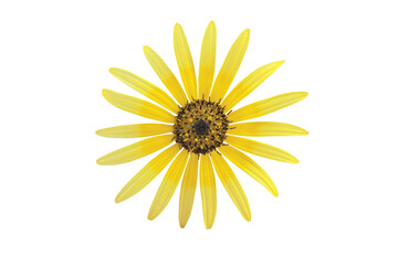 Bright yellow daisy form flower isolated transparent png. Arctotheca calendula,capeweed,plain treasureflower,cape dandelion or cape marigold inflorescence. 