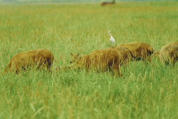 an egret and some dear in the grass