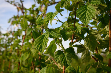 Sunlit Young Raspberry Leaves Close-Up