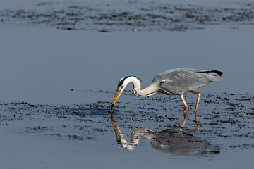 Grey Heron Ardea Cinerea wading in water catching a small fish
