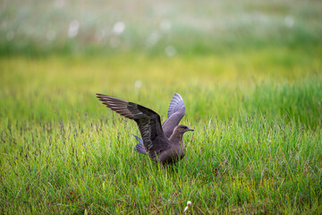 Arctic seagull.Seabird Arctic Skua, Stercorarius parasiticus, Bird in nature environment. Arctic wildlife in nature.