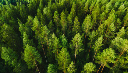 Summer forest from a bird's eye view. Concept of forest conservation and environmental problems. Beautiful green background, aerial photography from above. Mockup background. Generative AI. - Powered by Adobe