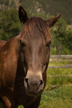 Portrait of a Beautiful Rare Sooty Buckskin Paint Horse Gelding with a Small Few-Hair Star Marking on Forehead