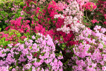 Colorful Azalea flowers in spring