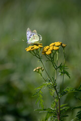 A white butterfly on a wild flower in the meadow in summer