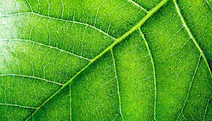 Fresh green spring leaf shot close up. Mockup for the presentation of organic products and cosmetics. Background with empty space for text. Generative AI