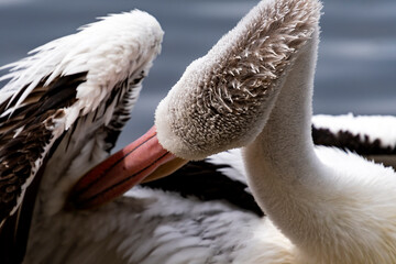 An Australian Pelican preening - 2
