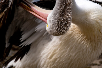 An Australian Pelican preening - 1