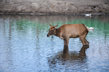 Elk Cervus canadensis females splashing in water at the farm 