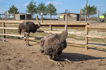Flock of young common ostriches walk together in pens at an ostrich farm