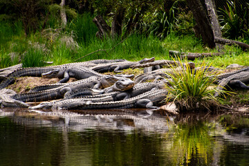 Lots of Crocodiles basking in the sun on a riverbank