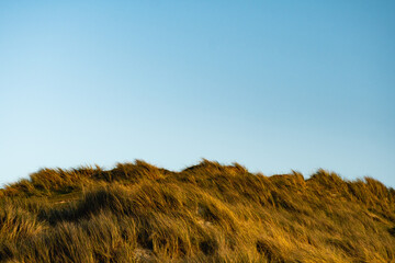 Grass-covered sand dune with clear sky - obrazy, fototapety, plakaty
