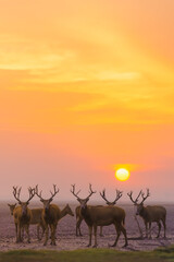 some stag and deer on the coastal wetland at sunrise