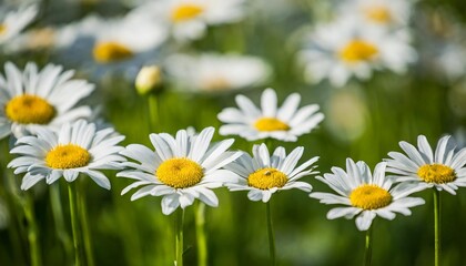 vector nature background daisy flowers field
