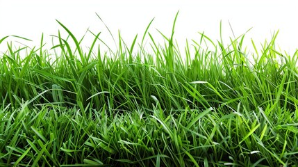 Obraz premium lush green grass field isolated on white perfect for product display or nature background plant photography