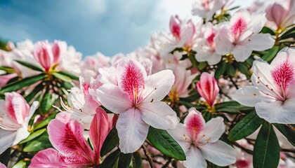 beautiful soft watercolor of azalea blossom pink and white flower desktop background wallpaper generative ai - Powered by Adobe