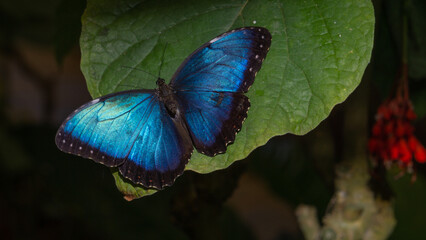 Majestic Blue Morpho in Habitat