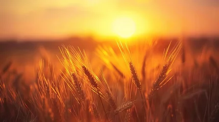 Wandcirkels aluminium mesmerizing wheat field bathed in warm sunset hues landscape photography © Bijac