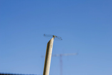 dragonfly on a pole