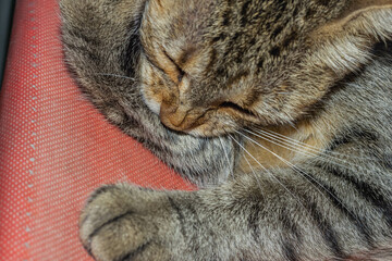 cat sleeping on the street