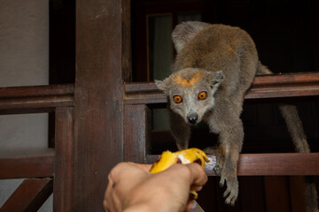 Naklejka premium Crowned lemur (Eulemur coronatus) eating fruits